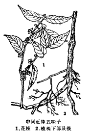 五香藤（木兰科五味子属植物）