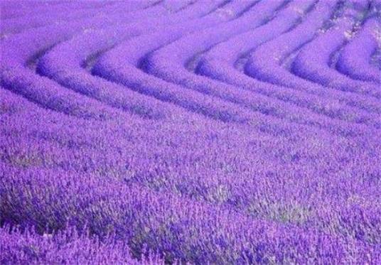 上海崇明岛薰衣草节