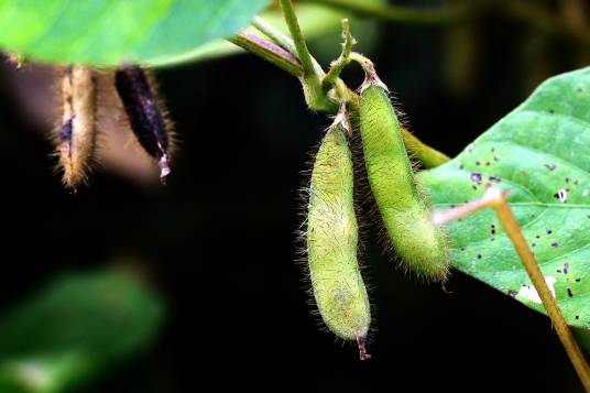 野大豆（豆科大豆属植物）