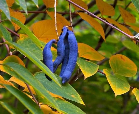 猫儿屎（木通科猫儿屎属植物）