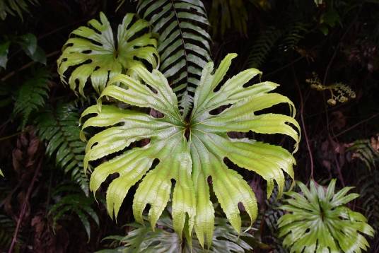 扇蕨（水龙骨科瓦韦属植物）