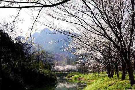 中国绍兴樱花节