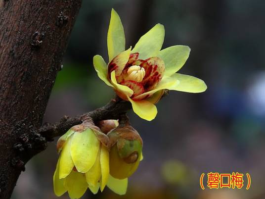 磬口梅
