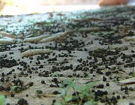 原蚕沙（中药药材）