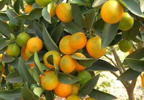 湖南省石门县柑橘节