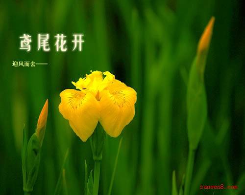 鸢尾花开（凉子创作的网络小说）