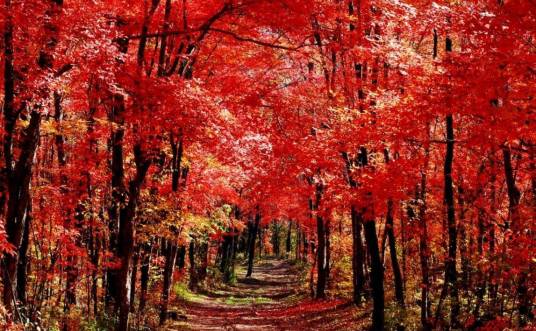 红叶谷(吉林长白山景点)