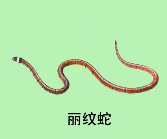 丽纹蛇