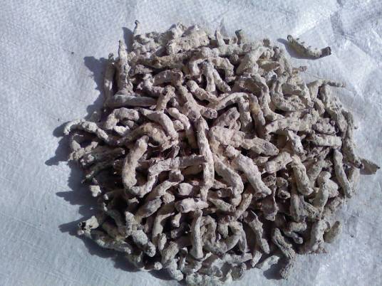 白僵（中药白僵）