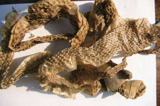 水蛇皮（中药材）