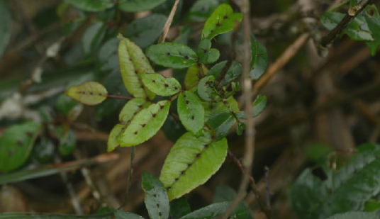 入地金牛（中药名）