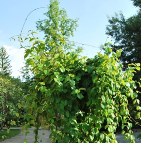通光散（夹竹桃科牛奶菜属植物）
