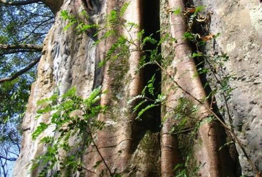 兴义张口洞文化遗址