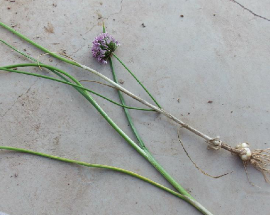 薤叶（中药材）