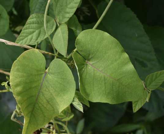 萝藦（夹竹桃科萝藦属植物）