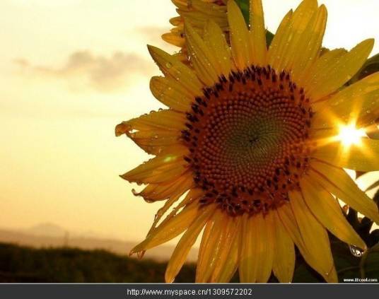 阳光中的向日葵（诗歌）