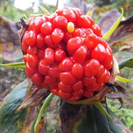 云南重楼（中药）