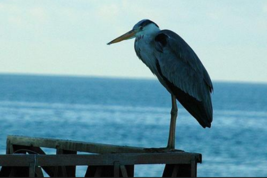 海鸟（鸟纲动物）