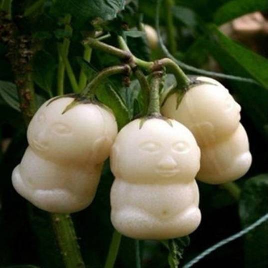 人参果树(《西游记》中的一棵神奇果树)