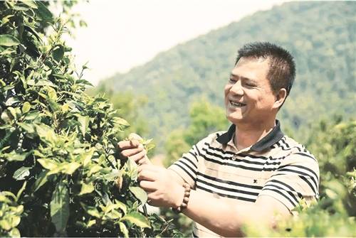 何宝强（班章大白菜系列产品创始人）