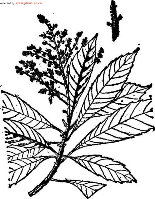 笔罗子（清风藤科泡花树属植物）