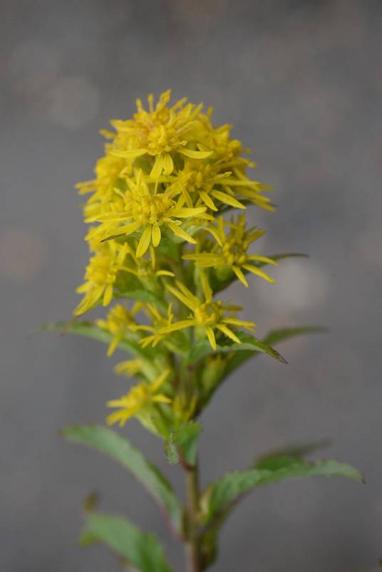 一枝黄花（菊科一枝黄花属植物）