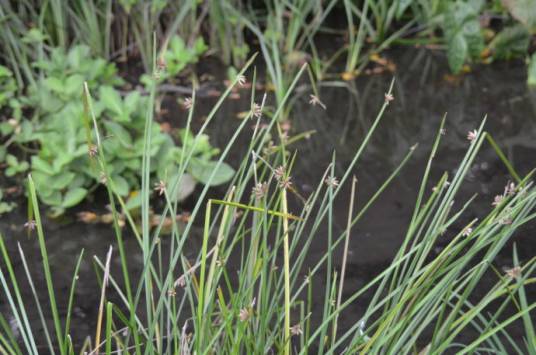 猪毛草（莎草科萤蔺属植物）