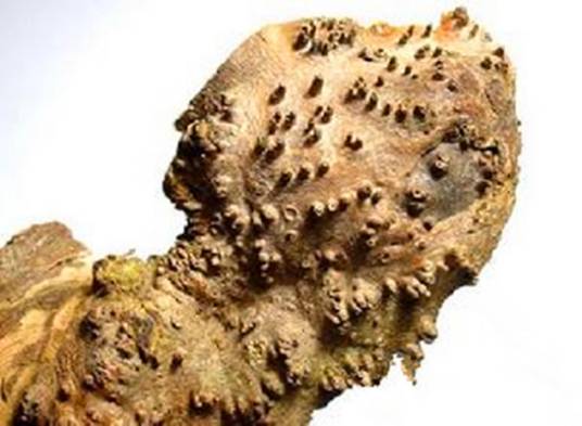 鼠李根（中药材）