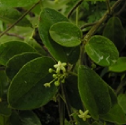 娃儿藤（夹竹桃科娃儿藤属植物）