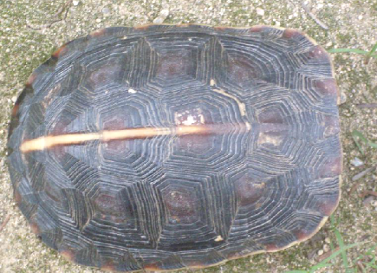 断板龟（中药）