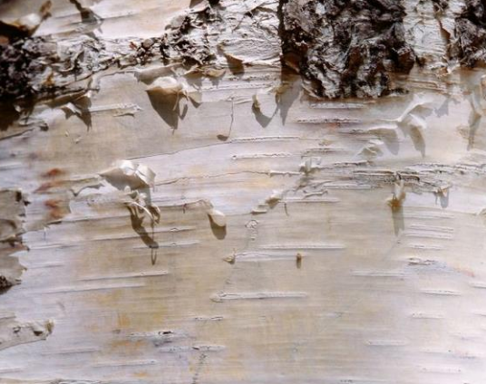 白杨树皮（中药材）