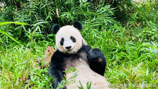 大熊猫“贡贡”