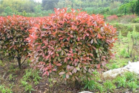 小叶石楠（蔷薇科石楠属植物）