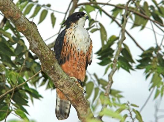 棕腹隼雕