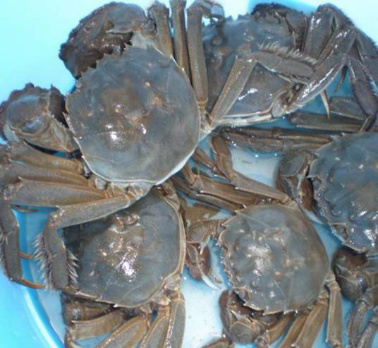 洪湖大闸蟹