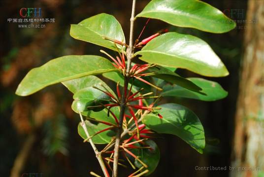 红花寄生（桑寄生科梨果寄生属植物）