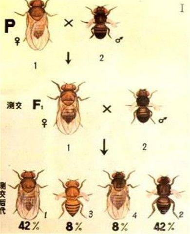 摩尔根果蝇杂交实验