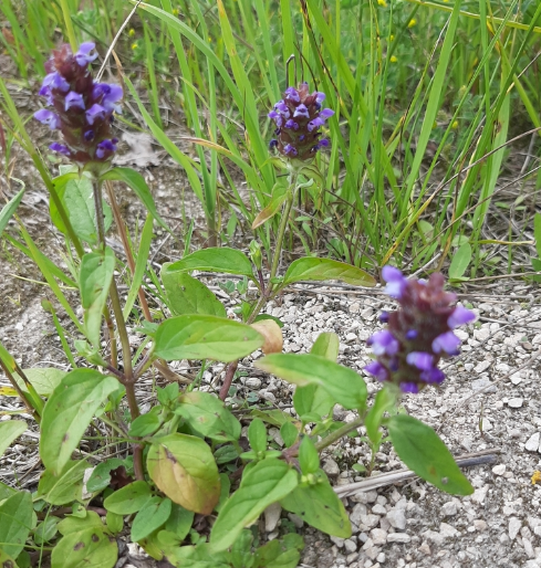 夏枯草（唇形科夏枯草属植物）