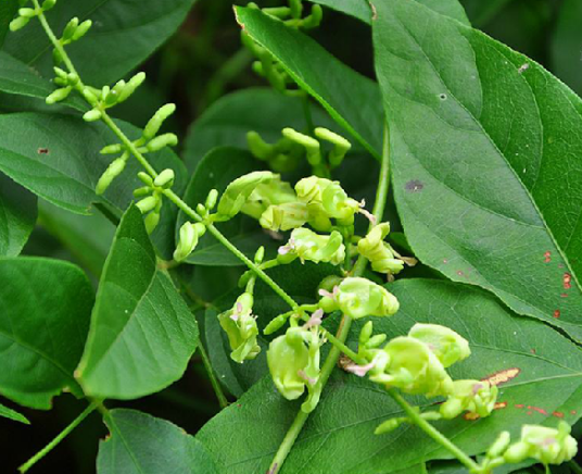 土圞儿（中药名）