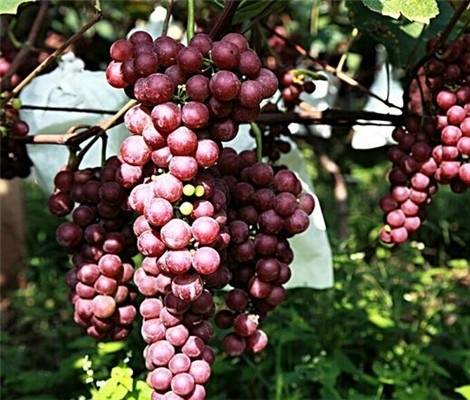 红玫瑰（葡萄品种）