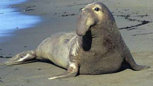 北象海豹