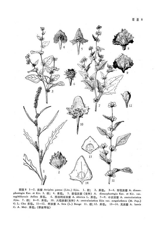 中亚滨藜（原变种）