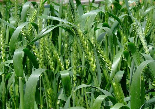 舜麦1718（禾本科小麦属植物）