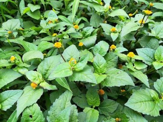 天文草（菊科金钮扣属植物）