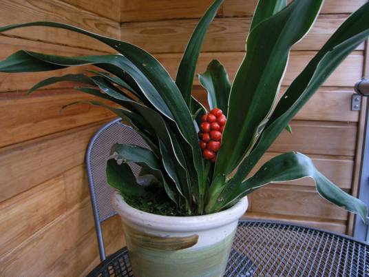 万年青（天门冬科万年青属植物）