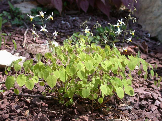 淫羊藿（小檗科淫羊藿属一种植物）