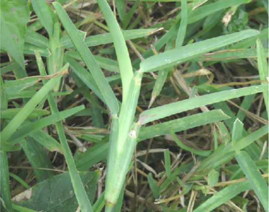 钝叶草（中药）