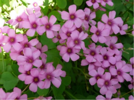 红花酢浆草（中药）