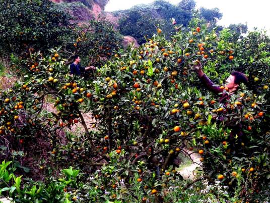 三明仙人谷国家森林公园