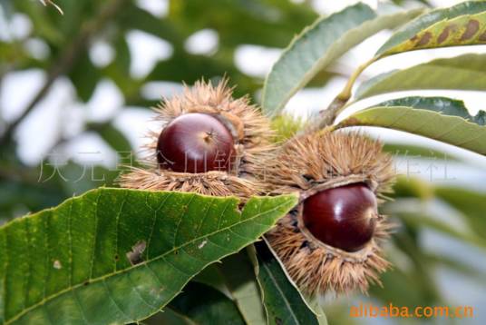金栗（南瓜品种）